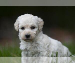 Goldendoodle-Poodle (Miniature) Mix Puppy for sale in ROWLEY, MA, USA