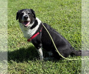 Mutt Dogs for adoption in Virginia Beach, VA, USA
