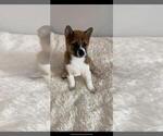 Small Photo #1 Shiba Inu Puppy For Sale in CRYSTAL LAKE, IL, USA