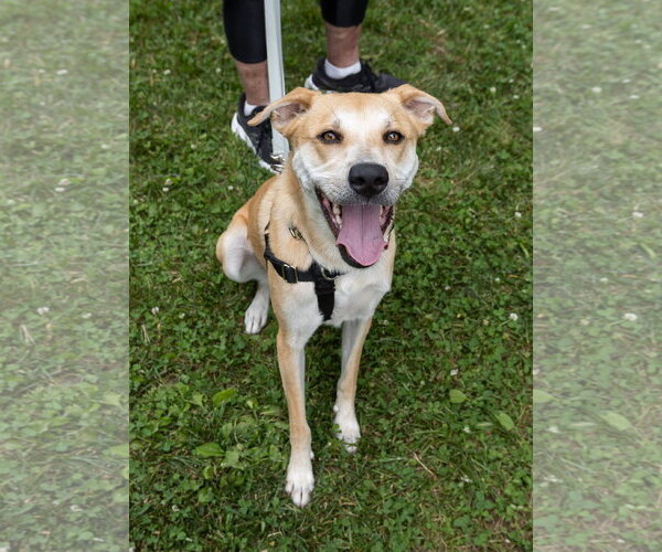 Medium Photo #7 Labrador Retriever-Unknown Mix Puppy For Sale in Oakhurst, NJ, USA