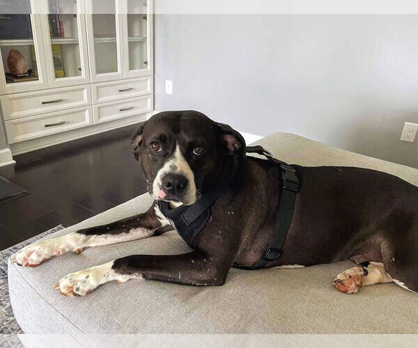 Medium Photo #7 American Pit Bull Terrier-American Staffordshire Terrier Mix Puppy For Sale in Caribou, ME, USA