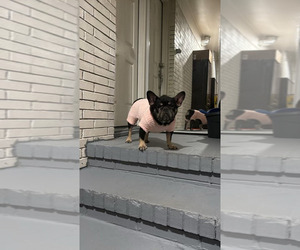 Mother of the French Bulldog puppies born on 08/23/2024