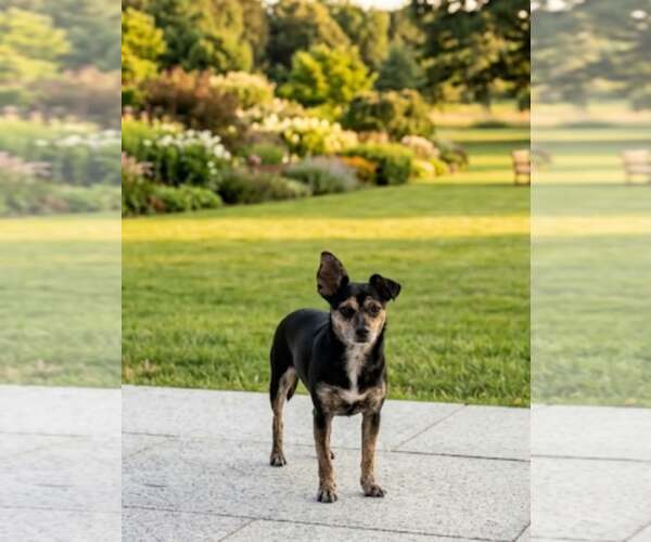 Medium Photo #2 Chihuahua-Unknown Mix Puppy For Sale in Escondido, CA, USA