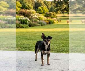 Mini - Female Chihuahua-Unknown Mix Dog for Adoption - Photo #2