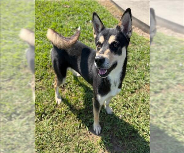 Medium Photo #2 German Shepherd Dog-Unknown Mix Puppy For Sale in Conroe, TX, USA