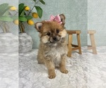 Small #1 Pomeranian