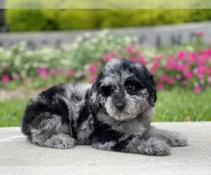 Australian Shepherd-Poodle (Toy) Mix Puppy for sale in HOUSTON, TX, USA
