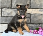 Small #3 German Shepherd Dog