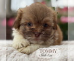 Small #2 Shih Tzu