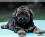 Small Photo #6 -Havanese Mix Puppy For Sale in DANVILLE, PA, USA