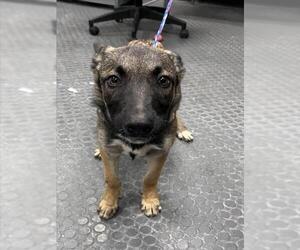 Mutt Dogs for adoption in Tracy, CA, USA
