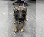 Small Mutt