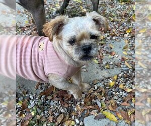 Shih Tzu-Unknown Mix Dogs for adoption in San Diego, CA, USA