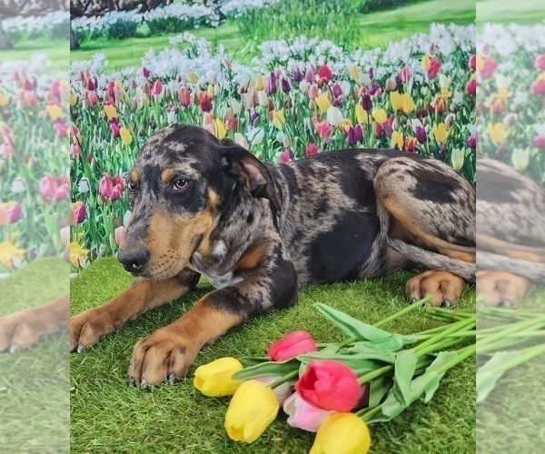Medium Photo #10 Catahoula Leopard Dog Puppy For Sale in CUMBY, TX, USA