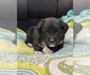 Labrador Retriever-Unknown Mix Dogs for adoption in Stockton, CA, USA