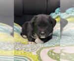 Small Labrador Retriever Mix