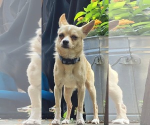 Chihuahua Dogs for adoption in Hinckley, IL, USA