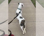 Small #5 American Staffordshire Terrier Mix