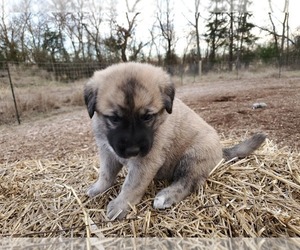 Anatolian Shepherd Puppy for sale in COMMERCE, TX, USA