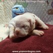 Small Photo #29 Dogo Argentino Puppy For Sale in JANE, MO, USA