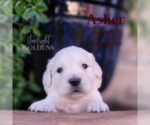 Small Photo #4 English Cream Golden Retriever Puppy For Sale in EL CAMPO, TX, USA