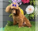 Small #1 Poodle (Miniature)
