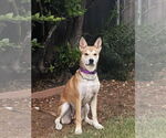 Small #1 American Pit Bull Terrier-Huskies  Mix