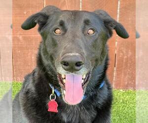 Labrador Retriever-Unknown Mix Dogs for adoption in San Diego, CA, USA