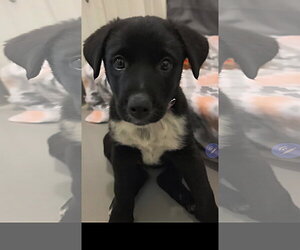 Australian Shepherd-Unknown Mix Dogs for adoption in Greenville, IL, USA