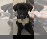 Small Australian Shepherd Mix