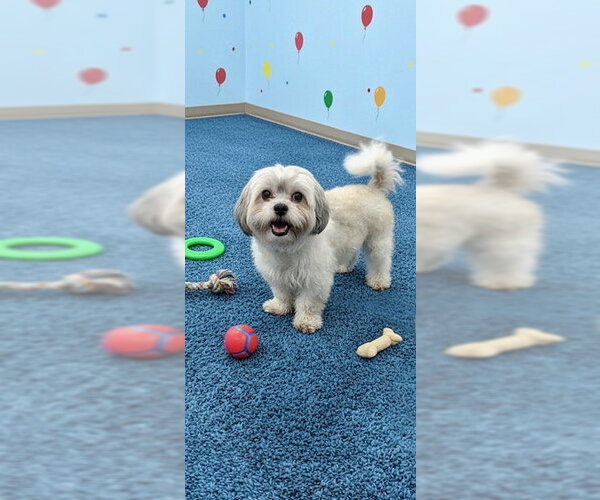Medium Photo #5 Shih Tzu Puppy For Sale in Weston, FL, USA