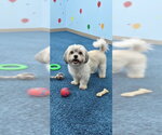 Small #4 Shih Tzu