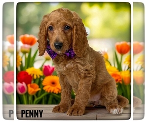 Goldendoodle (Miniature) Puppy for sale in ORANGE PARK, FL, USA