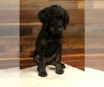Small Photo #2 Labradoodle Puppy For Sale in ROBERTA, GA, USA