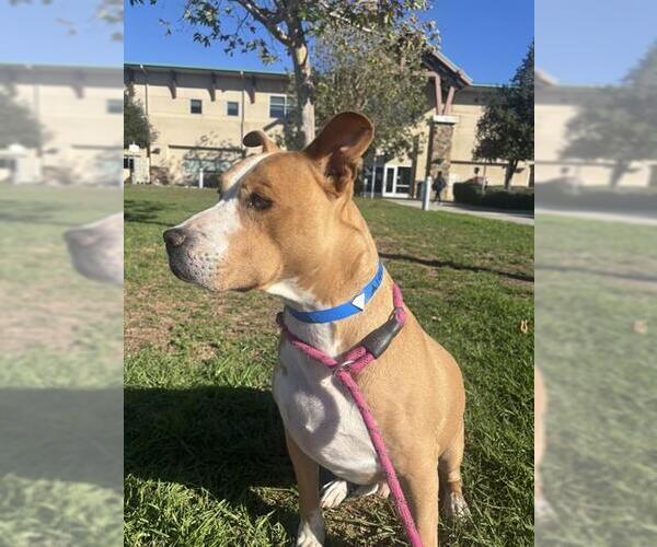 Medium Photo #1 Mutt Puppy For Sale in Riverside, CA, USA
