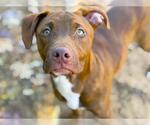 Small American Staffordshire Terrier-Labrador Retriever Mix