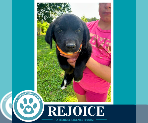 Medium Photo #3 Labrenees Puppy For Sale in Kimberton, PA, USA