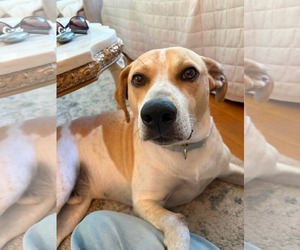 Beagle-Unknown Mix Dogs for adoption in Westwood, NJ, USA