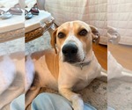 Small Beagle Mix