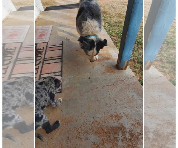 Medium Photo #4 Australian Shepherd-Unknown Mix Puppy For Sale in Grafton, WI, USA