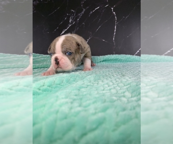 Medium Photo #44 Boston Terrier Puppy For Sale in TULARE, CA, USA