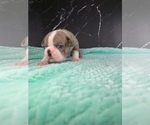 Small Photo #44 Boston Terrier Puppy For Sale in TULARE, CA, USA