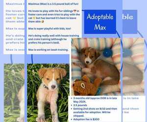 Mutt Dogs for adoption in Roxboro, NC, USA