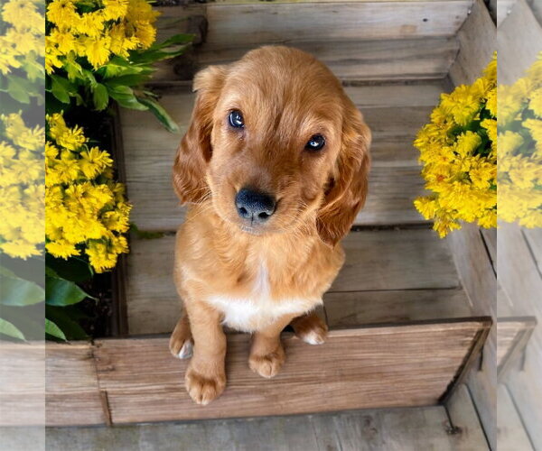 Medium Photo #4 Golden Irish Puppy For Sale in Pacolet, SC, USA