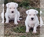 Small Photo #4 American Bandogge Puppy For Sale in TOMBALL, TX, USA