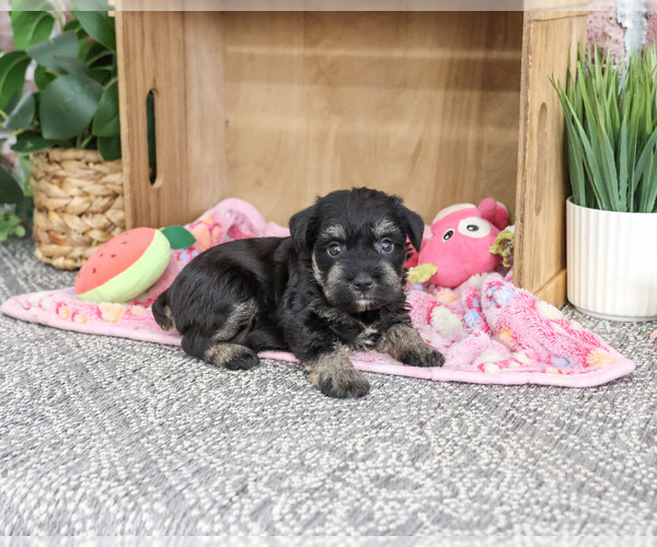 Medium Photo #3 Schnauzer (Miniature) Puppy For Sale in SYRACUSE, IN, USA