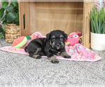 Small #2 Schnauzer (Miniature)