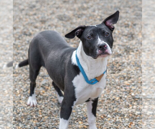 Medium Photo #2 Mutt Puppy For Sale in Hilton Head, SC, USA