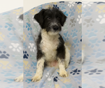 Small Miniature Schnauzer-Poodle (Miniature) Mix