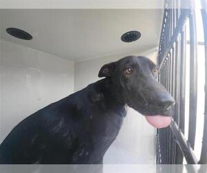 Labrador Retriever-Unknown Mix Dogs for adoption in Houston, TX, USA